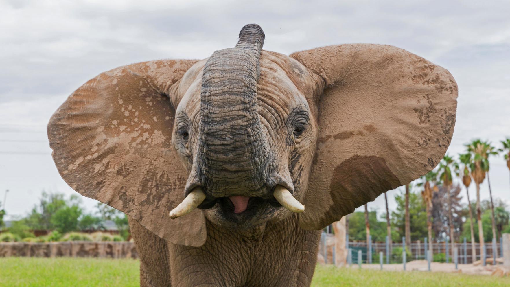 11-year-old elephant dies unexpectedly at Tucson's Reid Park Zoo